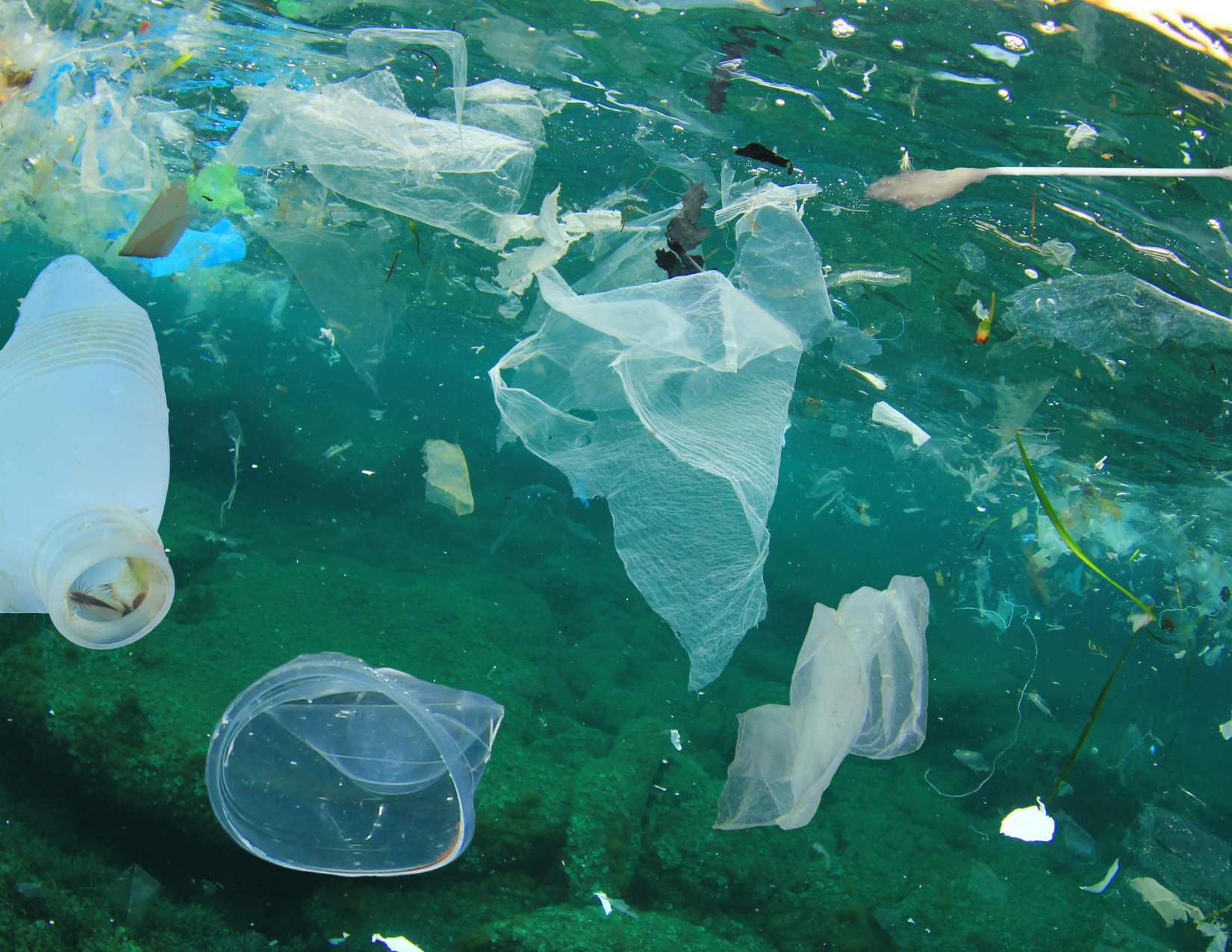 Impact of Detergents on the Environment: What Are the Negative Effects?