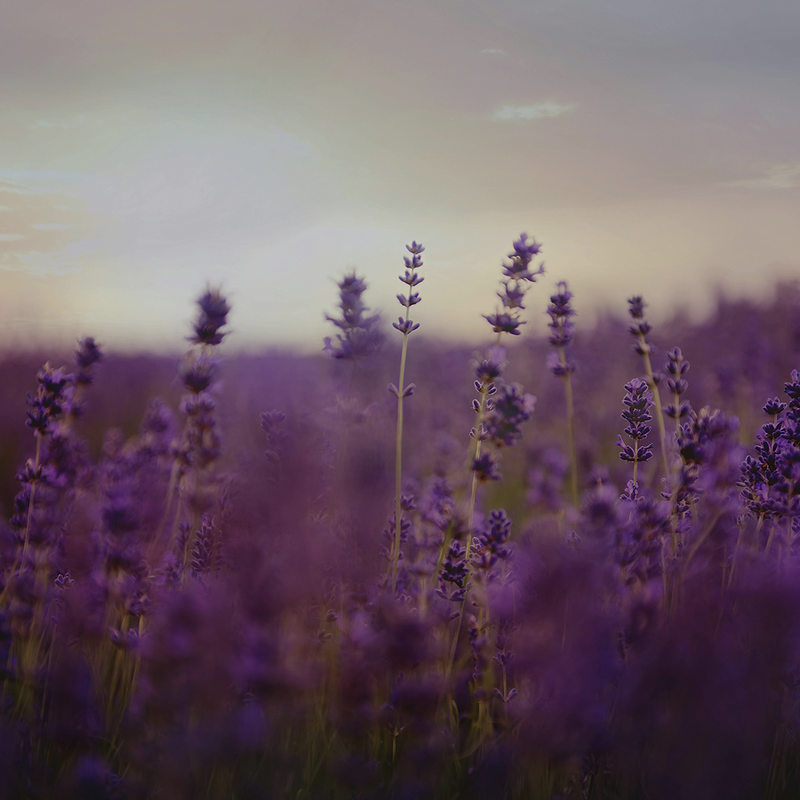Lavender Dream