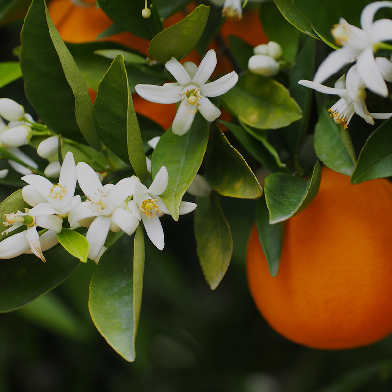 Neroli Zen